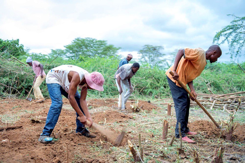 Uprooting prosopis for farm preparation is labour intensive but benefits quickly outweigh the initial investment (Credit: René Eschen).