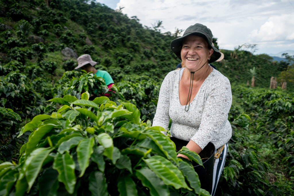 Woman working at Colombian coffee farm Very happy woman working at Colombian coffee farm collecting beans and smiling